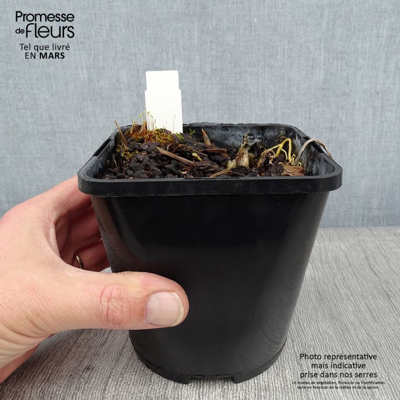 Hosta The Queen Vaso da 1,5L/2L esemplare consegnato in inverno