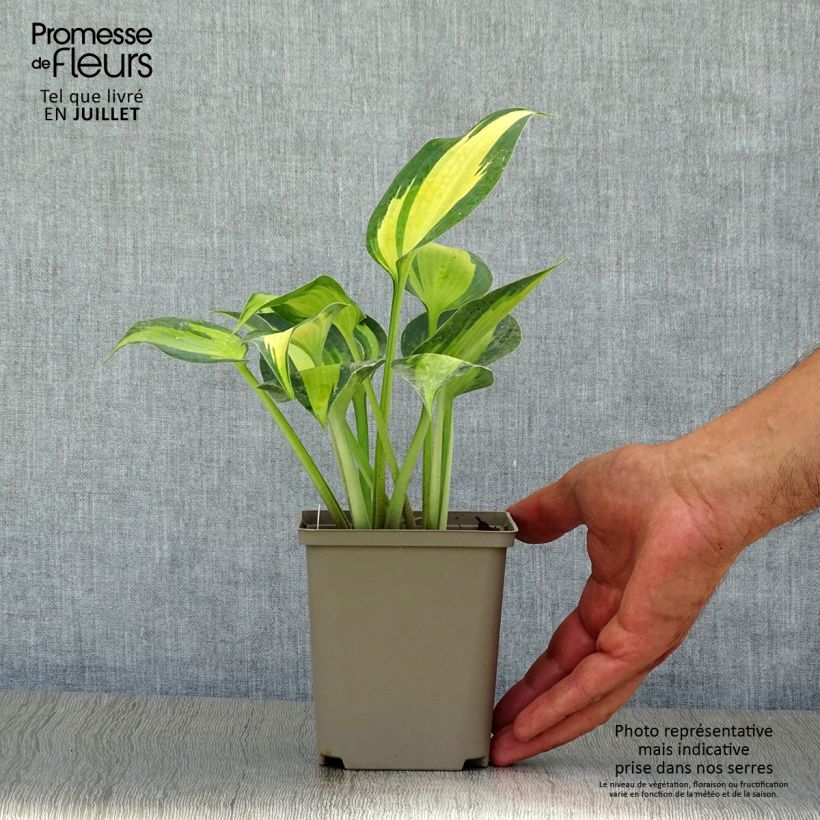 Esemplare di Hosta Touch Of Class Vasetto da 8/9 cm consegnato in estate