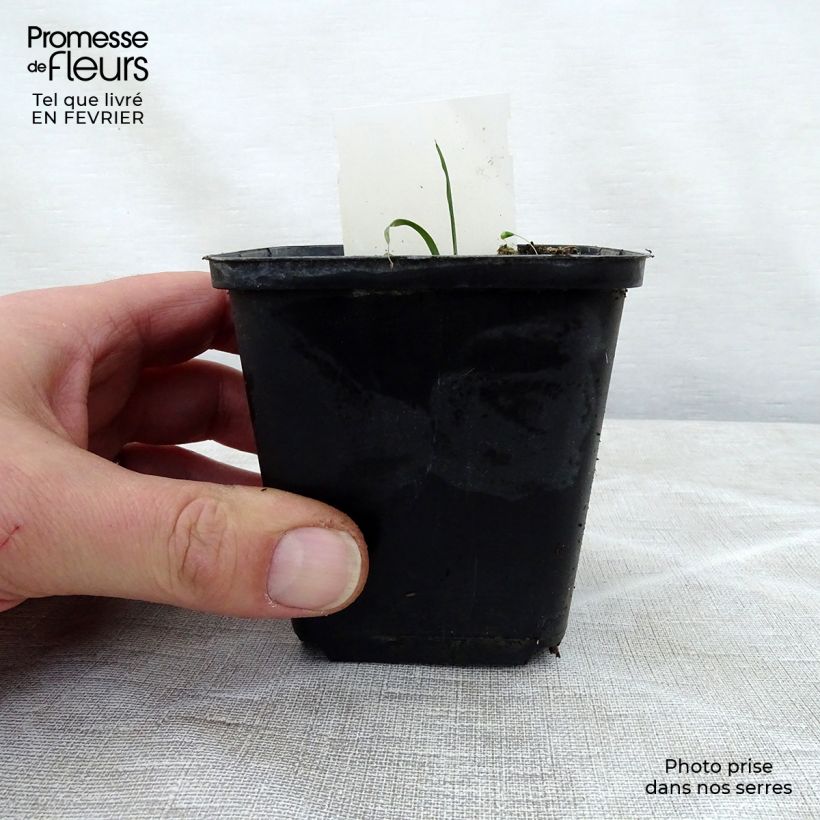 Hosta True Blue Vasetto da 8/9 cm esemplare consegnato in inverno