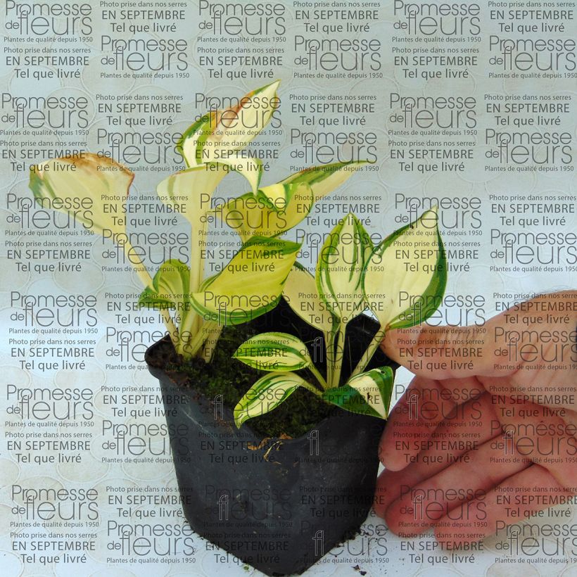 Esempio di esemplare Hosta Warwick Delight Vasetto da 8/9 cm come consegnato