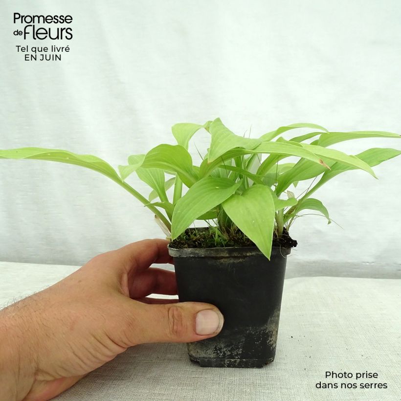 Esemplare di Hosta White Trumpets Vasetto da 8/9 cm consegnato in estate