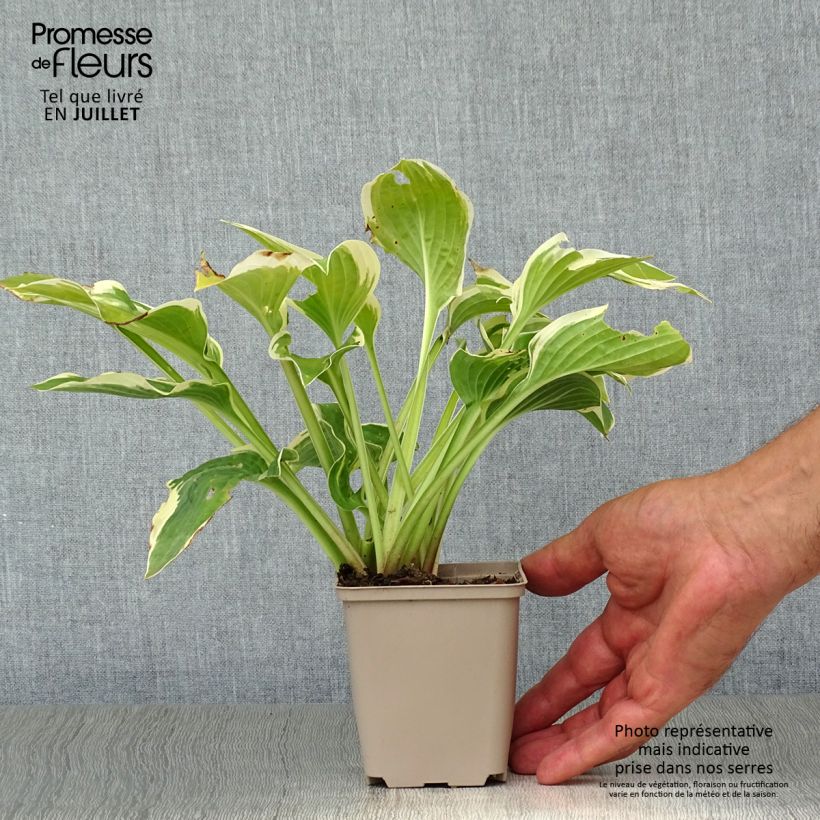 Esemplare di Hosta Wide Brim Vasetto da 8/9 cm consegnato in estate