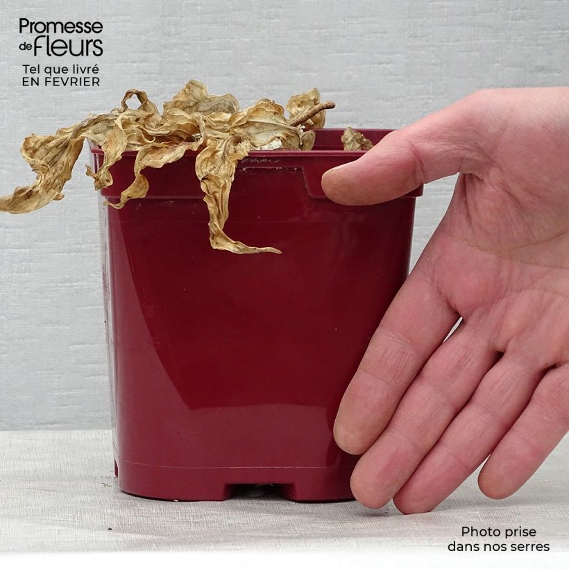 Hosta fire Island Vaso da 2L/3L esemplare consegnato in inverno