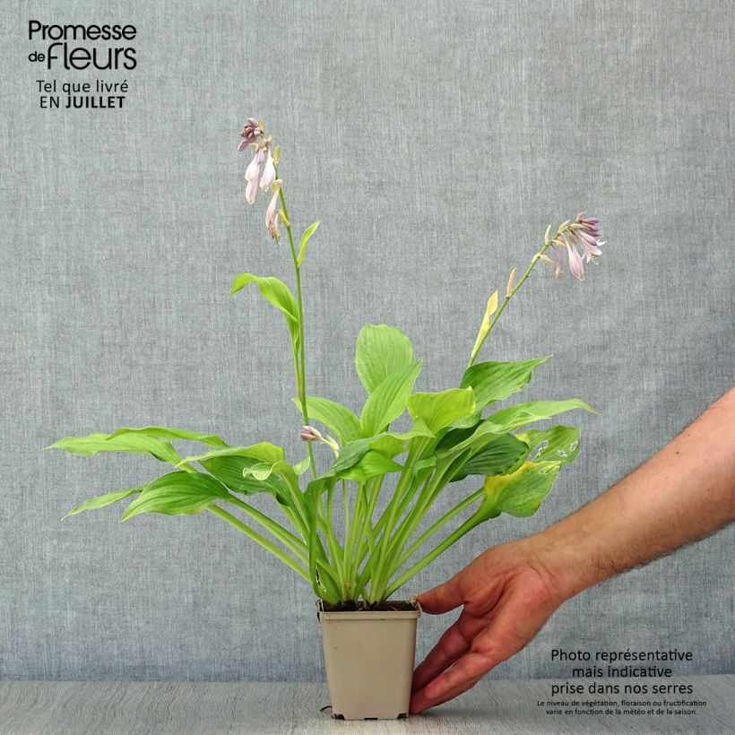 Esemplare di Hosta fortunei albopicta Vasetto da 8/9 cm consegnato in estate