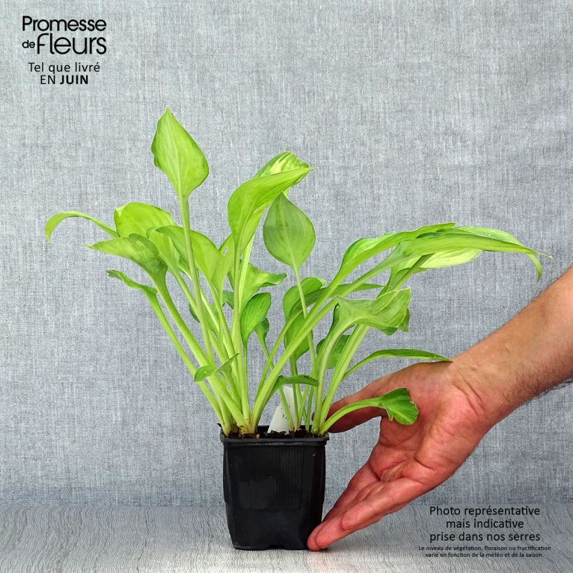 Esemplare di Hosta fortunei Gold Standard Vasetto da 8/9 cm consegnato in estate