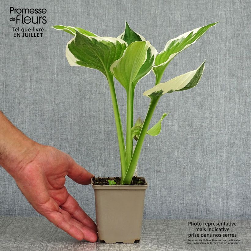 Esemplare di Hosta fortunei Patriot Vasetto da 8/9 cm consegnato in estate