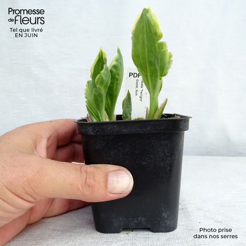 Esemplare di Hosta fortunei Twilight Vasetto da 8/9 cm consegnato in estate