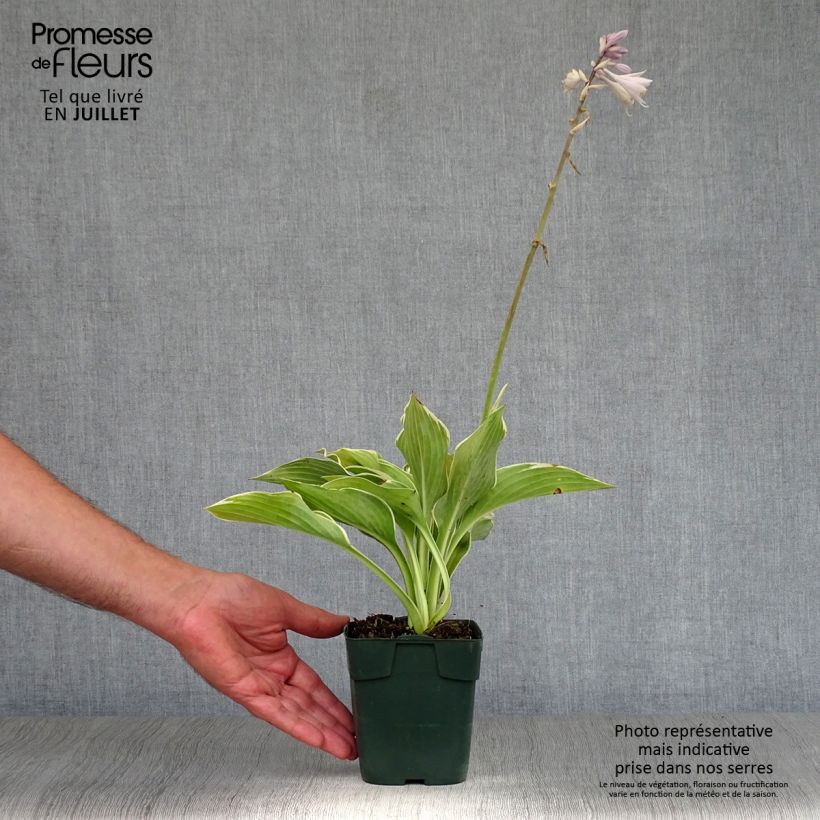 Esemplare di Hosta montana Yellow River Vasetto da 8/9 cm consegnato in estate