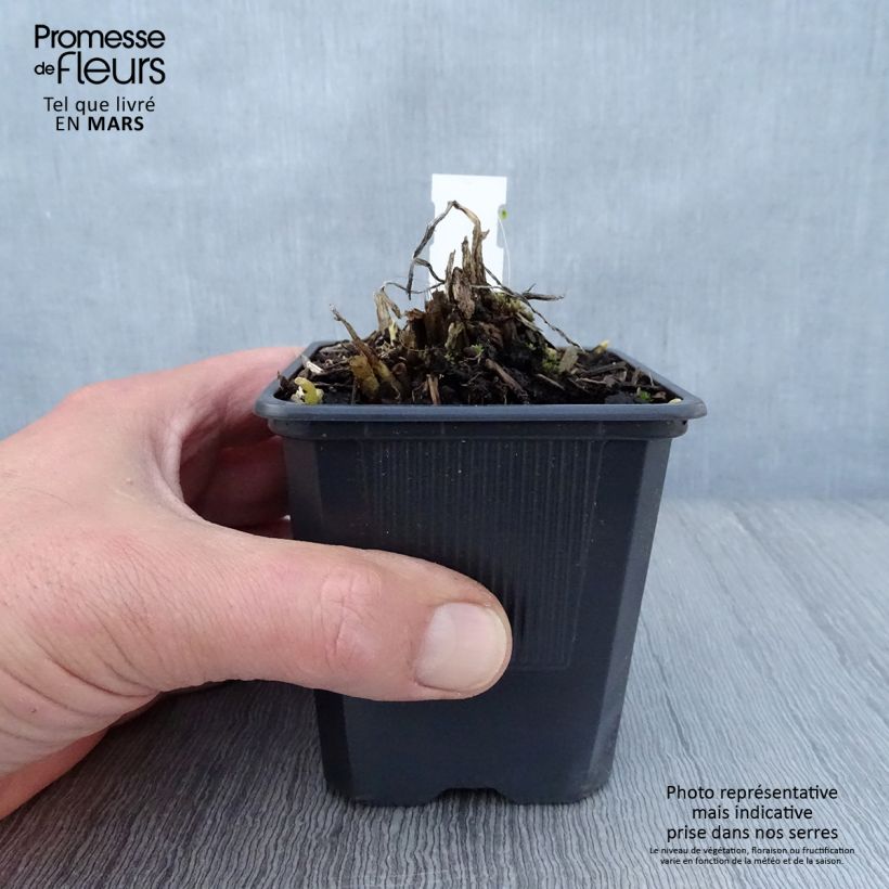 Hosta plantaginea var. japonica - Giglio d'agosto Vasetto da 8/9 cm esemplare consegnato in primavera