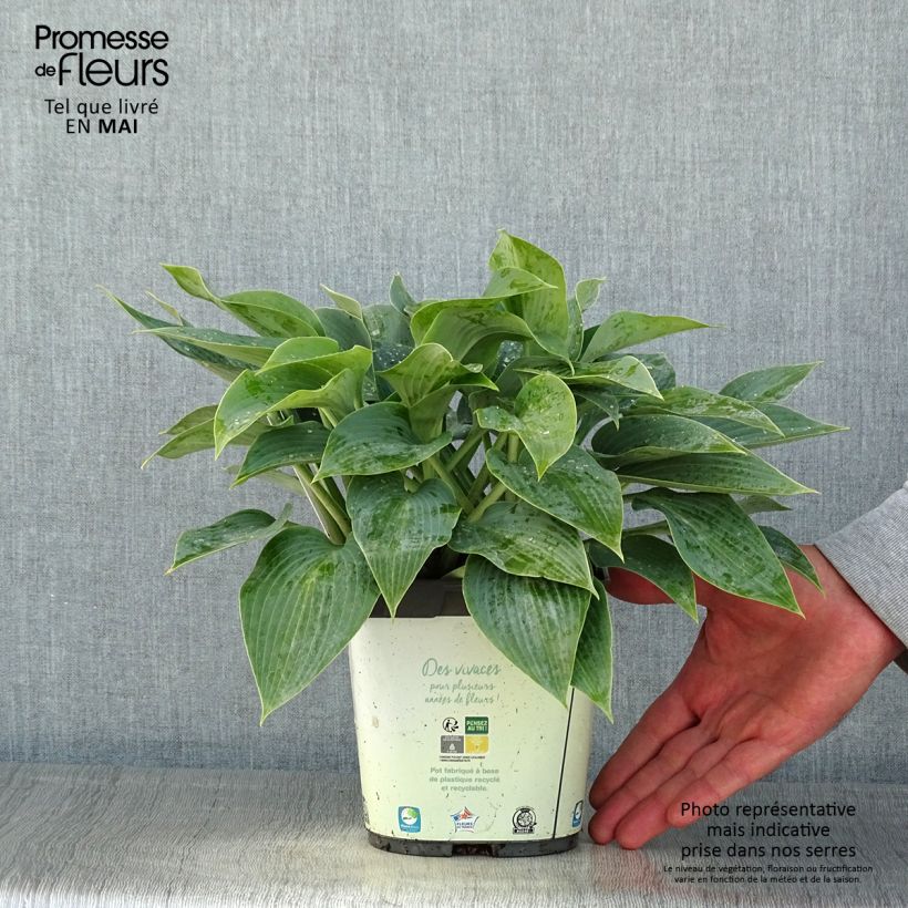 Hosta tardiana Halcyon - Hosta bleu Pot de 1,5L/2L esemplare consegnato in primavera