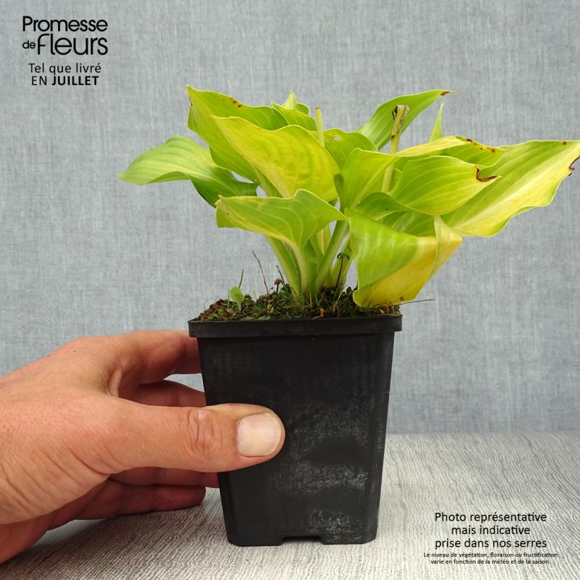 Esemplare di Hosta undulata Mediovariegata Vasetto da 8/9 cm consegnato in estate