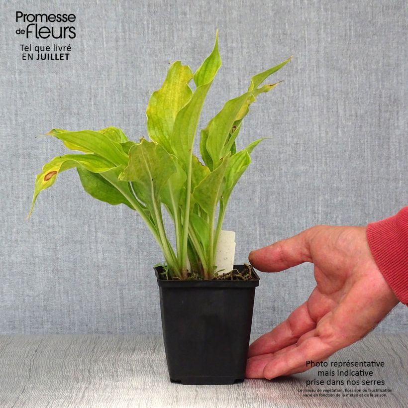 Esemplare di Hosta ventricosa Vasetto da 8/9 cm consegnato in estate