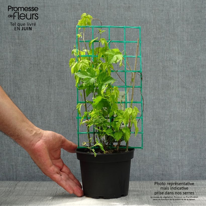 Esemplare di Luppolo Hersbrucker - Humulus lupulus Vaso da 1,5L/2L consegnato in estate