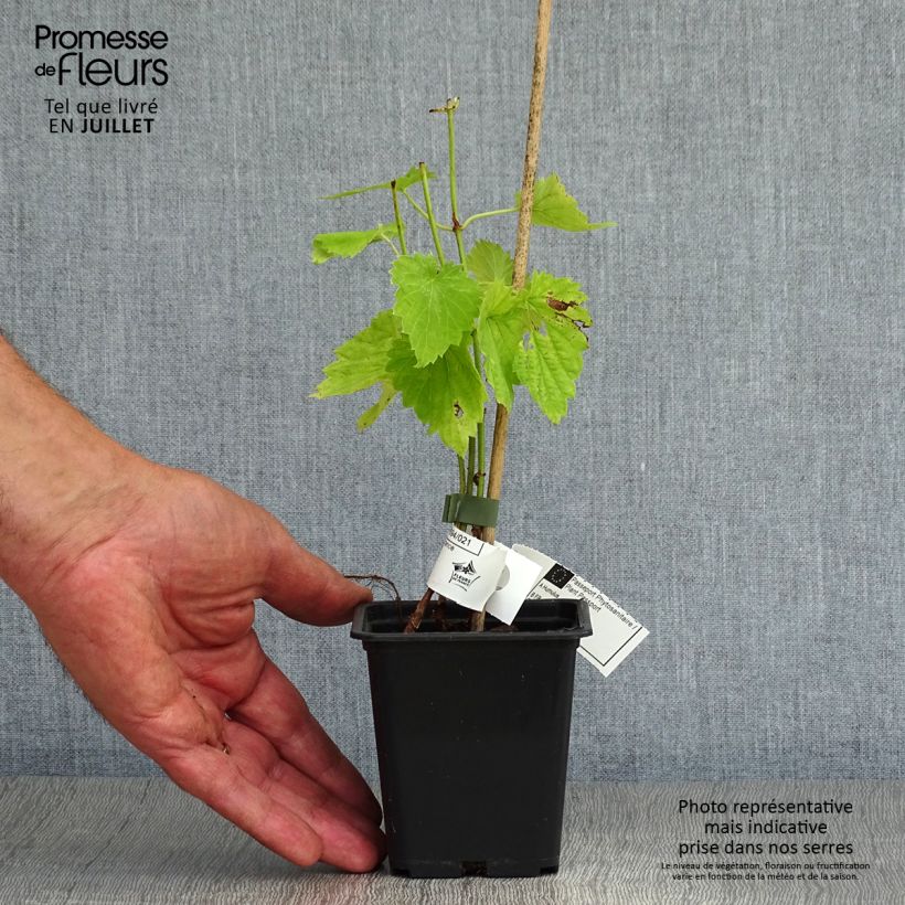 Esemplare di Luppolo - Humulus lupulus Vasetto da 8/9 cm consegnato in estate