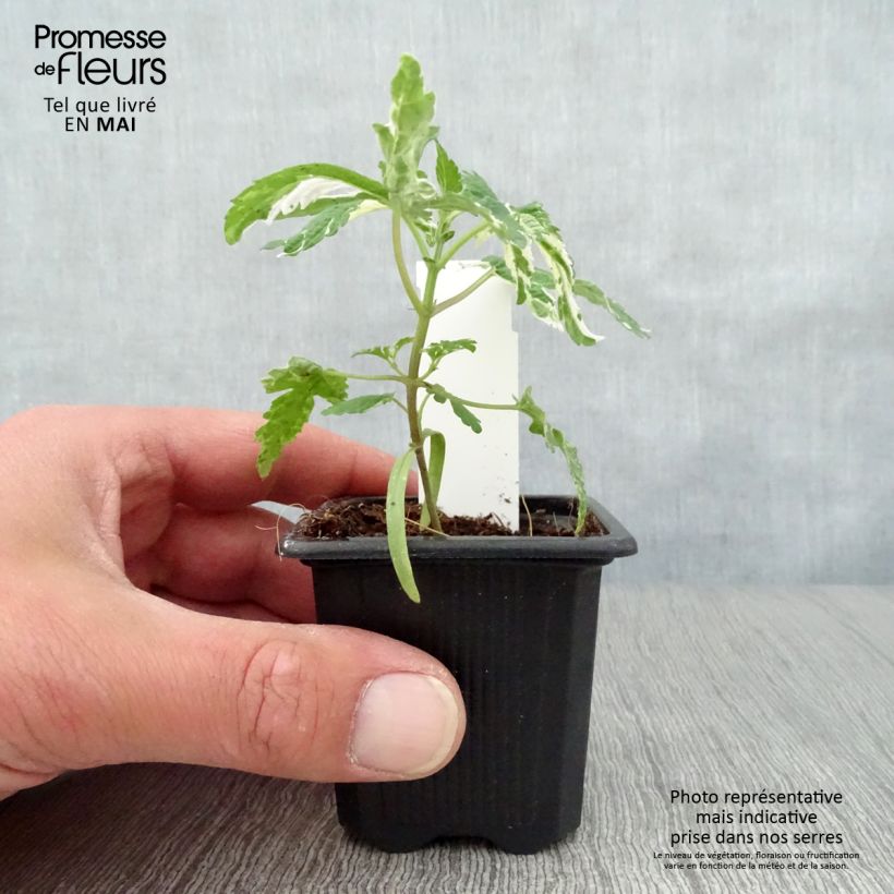 Humulus japonicus Variegatus - Luppolo del Giappone Vasetto da 8/9 cm esemplare consegnato in primavera