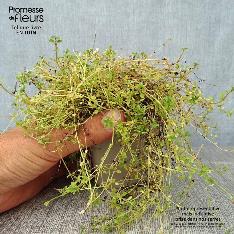 Esemplare di Houstonia caerulea Millard's Variety Vasetto da 8/9 cm consegnato in estate