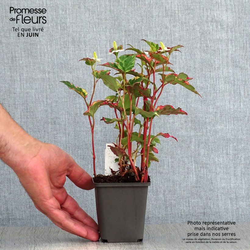 Esemplare di Houttuynia cordata Chameleon - Pianta camaleonte Vasetto da 7/8 cm consegnato in estate
