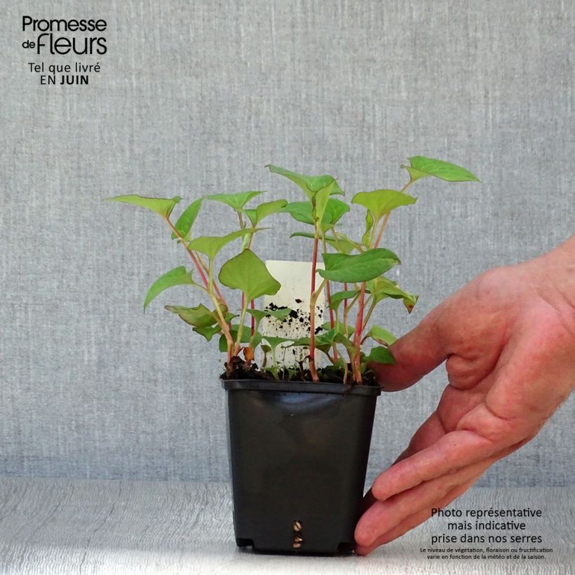 Esemplare di Houttuynia cordata - Pianta camaleonte Vasetto da 8/9 cm consegnato in estate