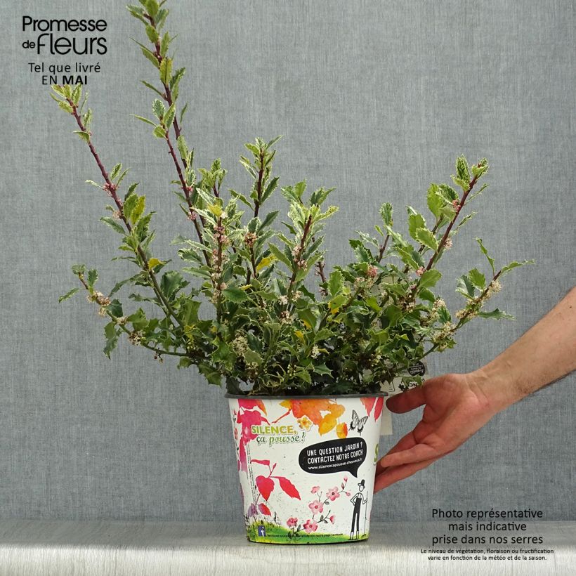 Ilex aquifolium Ingramii - Agrifoglio variegato Vaso da 2L/3LAltezza consegnata circa 30/40cm esemplare consegnato in primavera