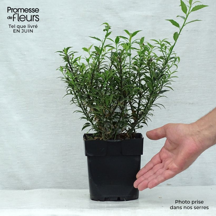 Esemplare di Ilex aquifolium Myrtifolia - Agrifoglio Vaso da 2L/3L consegnato in estate
