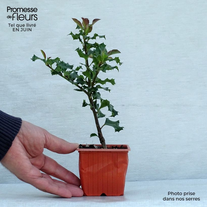 Esemplare di Ilex meserveae Blue Angel - Agrifoglio Vasetto da 8/9 cm consegnato in estate