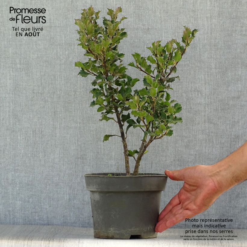Esemplare di Ilex meserveae Blue Angel - Agrifoglio Vaso da 2L/3L consegnato in estate