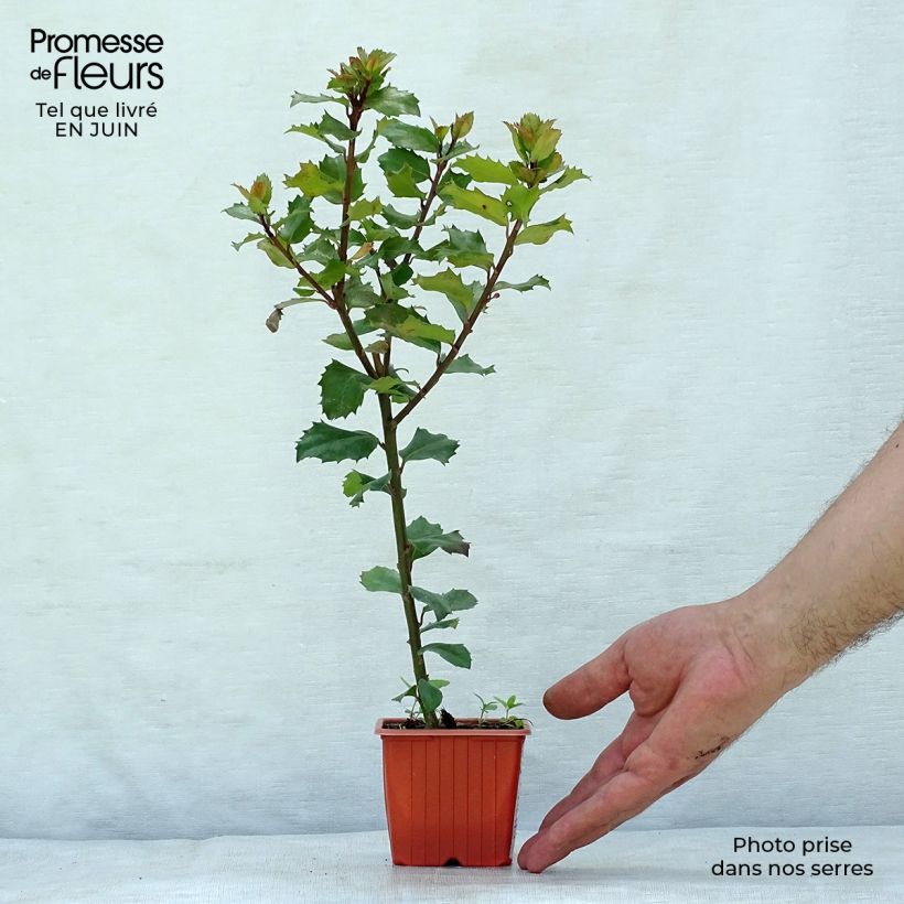 Esemplare di Ilex meserveae Blue Prince - Agrifoglio Vasetto da 8/9 cm consegnato in estate