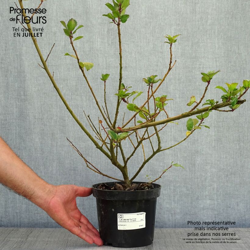 Esemplare di Ilex meserveae Blue Prince - Agrifoglio Vaso da 2L/3L consegnato in estate