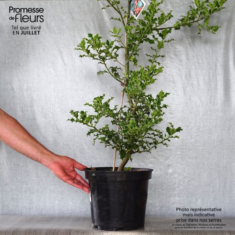 Esemplare di Ilex aquifolium - Agrifoglio Vaso da 7,5L/10L consegnato in estate