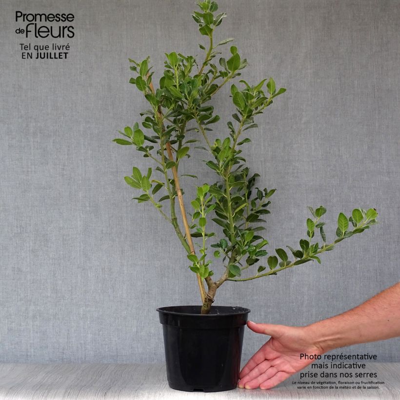 Esemplare di Ilex aquifolium JC Van Tol - Agrifoglio Vaso da 2L/3L consegnato in estate