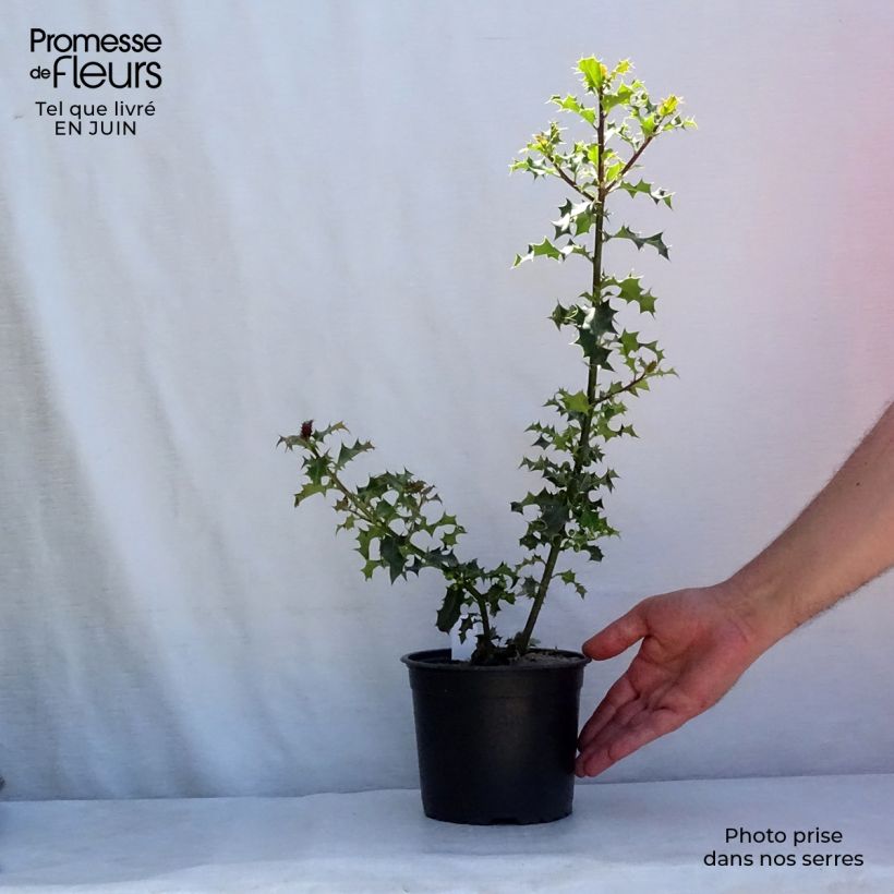 Esemplare di Ilex aquifolium - Agrifoglio Vaso da 2L/3L consegnato in estate