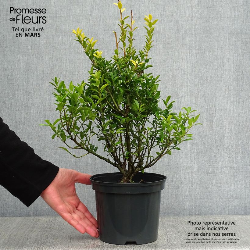Ilex crenata Blondie - Agrifoglio giapponese Vaso da 2L/3L esemplare consegnato in inverno