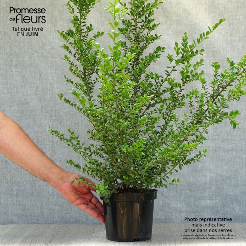 Esemplare di Ilex crenata Convexa - Agrifoglio giapponese Vaso da 2L/3L consegnato in estate