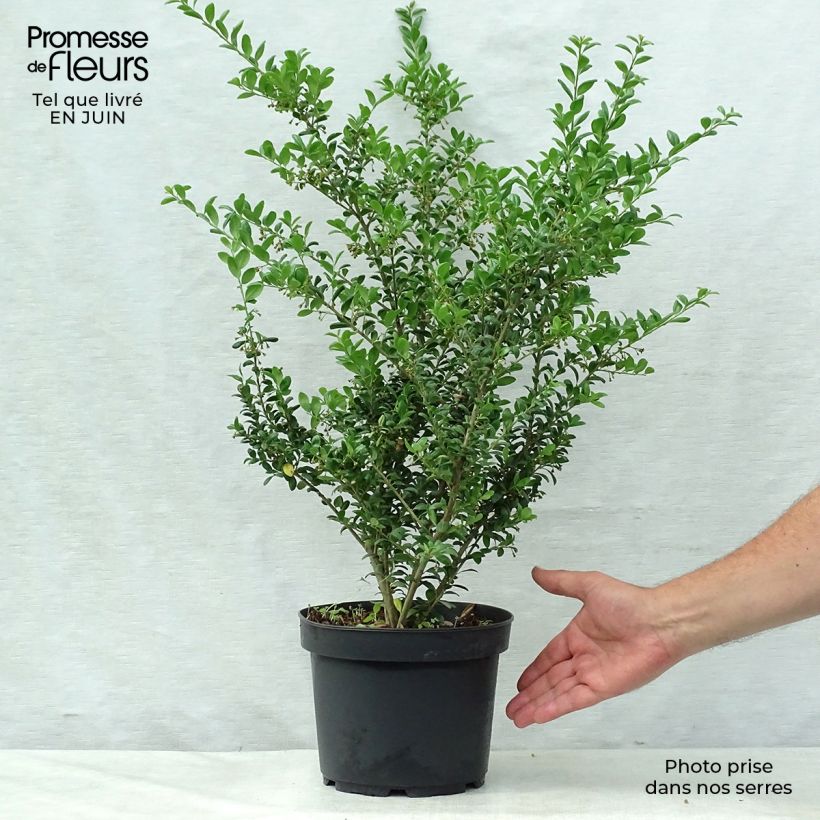 Esemplare di Ilex crenata Convexa - Agrifoglio giapponese Vaso da 4L/5L consegnato in estate