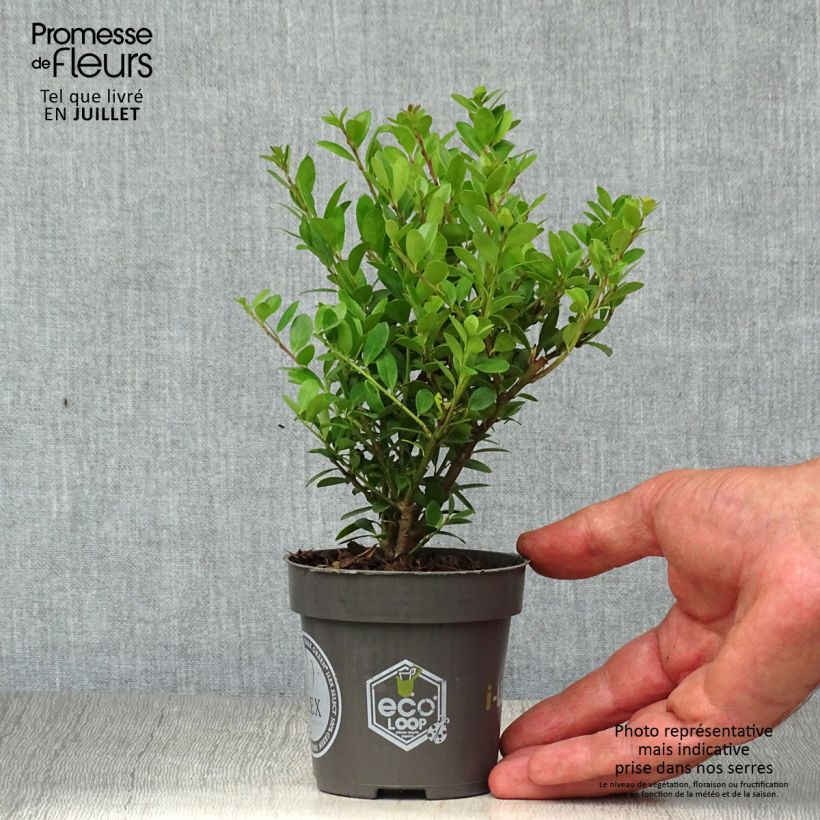 Esemplare di Ilex crenata Dark Green - Agrifoglio giapponese Vasetto da 8/9 cm consegnato in estate