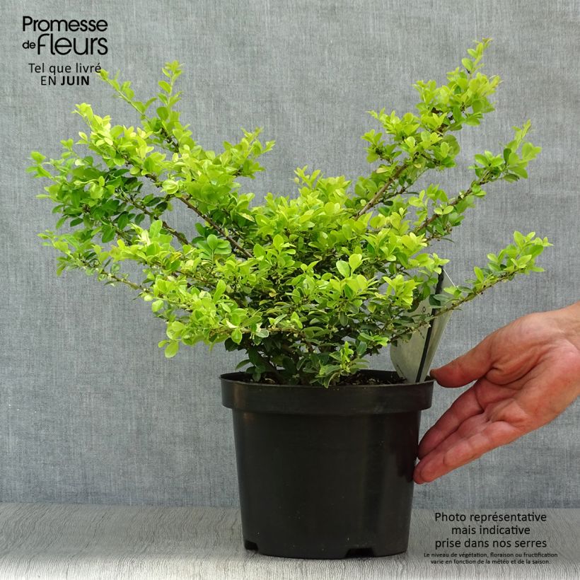 Esemplare di Ilex crenata Golden Gem - Agrifoglio giapponese Vaso da 2L/3L consegnato in estate