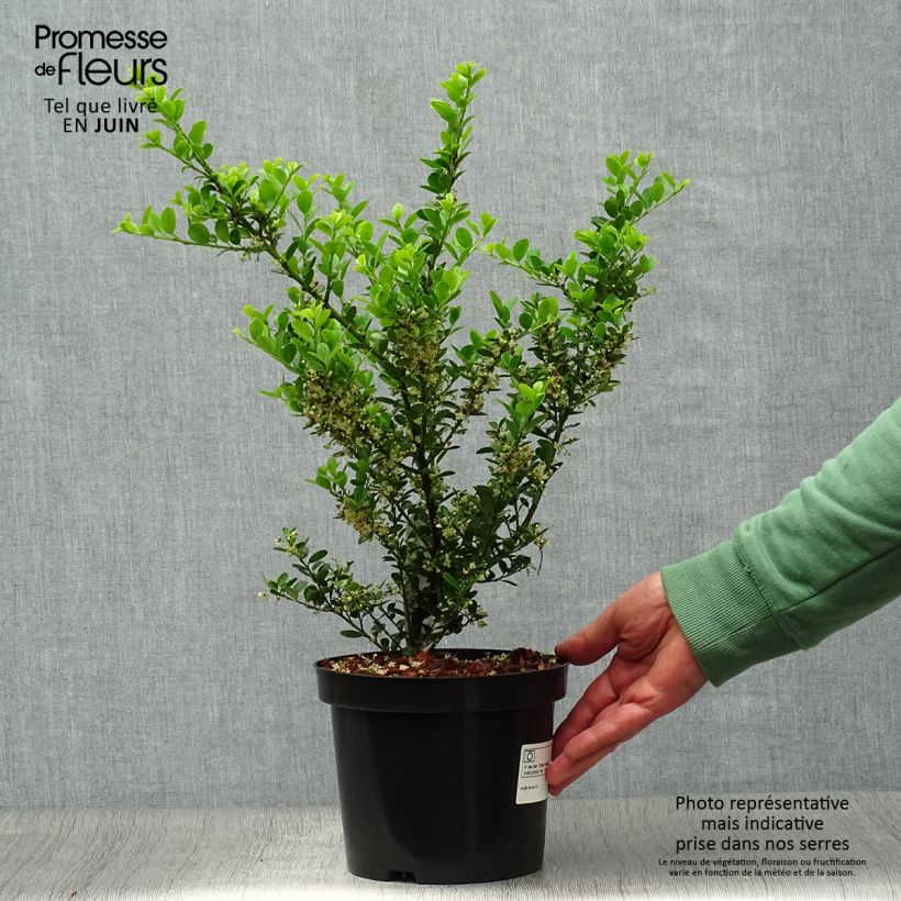 Esemplare di Ilex crenata Green Hedge - Agrifoglio giapponese Vaso da 2L/3L consegnato in estate