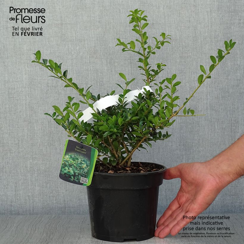 Esemplare di Ilex crenata Green Lustre - Agrifoglio giapponese Vaso da 2L/3L come consegnato in autunno