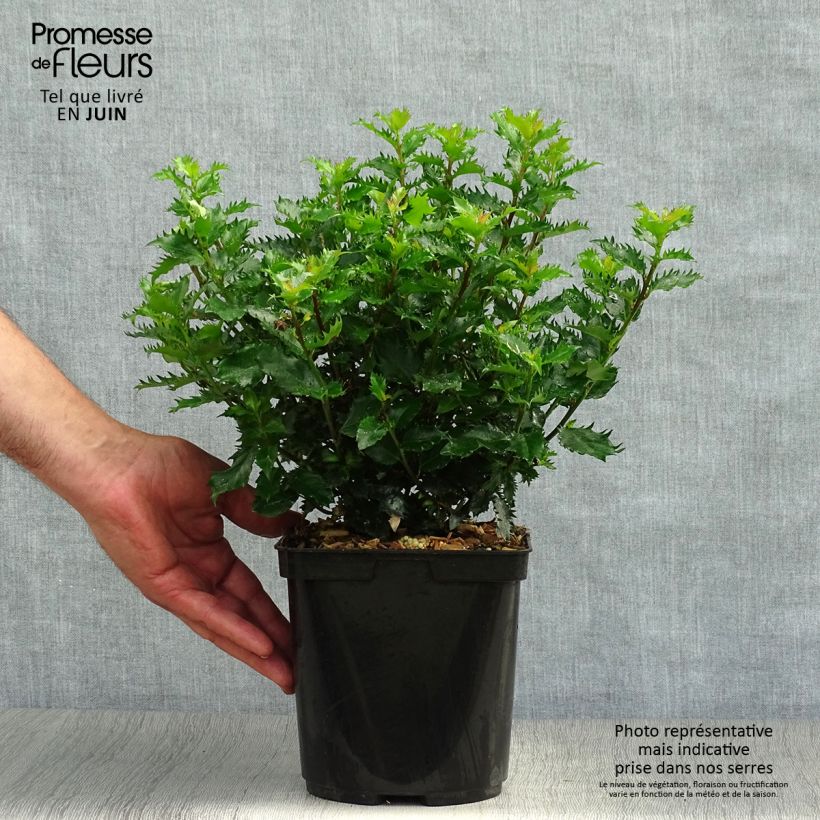 Esemplare di Ilex meserveae Little Rascal - Agrifoglio Vaso da 3L/4L consegnato in estate