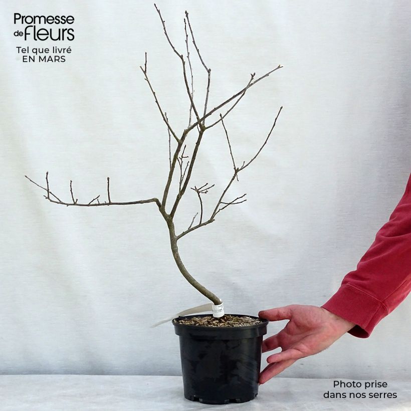 Ilex verticillata Southern Gentleman - Agrifoglio Vaso da 3L/4L esemplare consegnato in primavera
