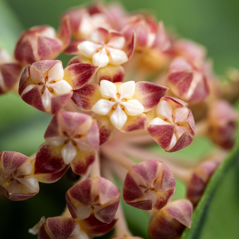 Hoya callistophylla - Fiore di cera (Fioritura)