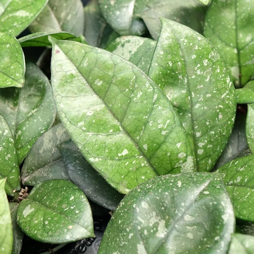 Hoya callistophylla Sabah - Fiore di cera (Fogliame)