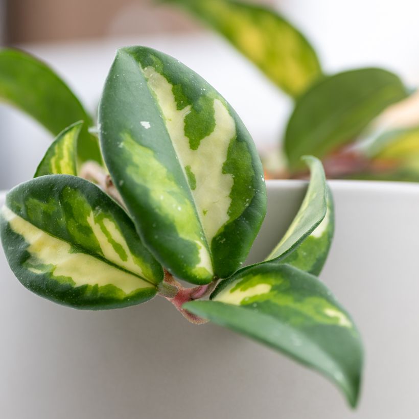 Hoya carnosa Tricolor - Fiore di cera (Fogliame)