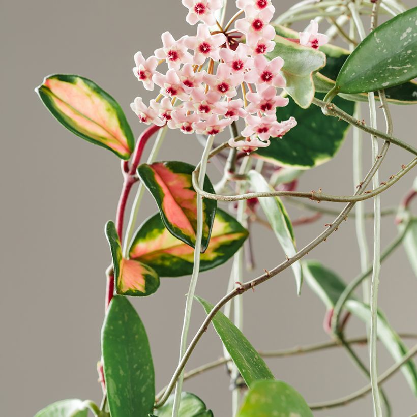 Hoya carnosa Tricolor - Fiore di cera (Fioritura)