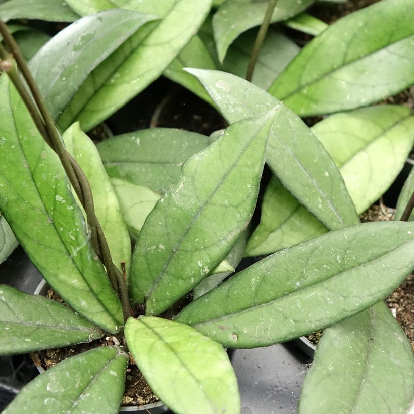 Hoya crassipetiolata - Fiore di cera (Fogliame)