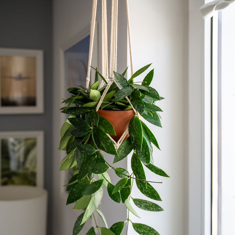 Hoya gracilis - Fiore di cera (Porto)