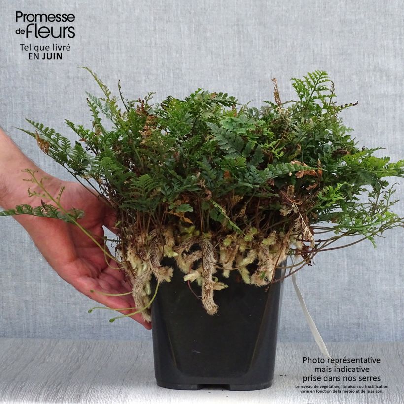 Esemplare di Humata tyermannii - Felce zampa di Lepre Vaso da Ø 12 cm / 13 cm consegnato in estate