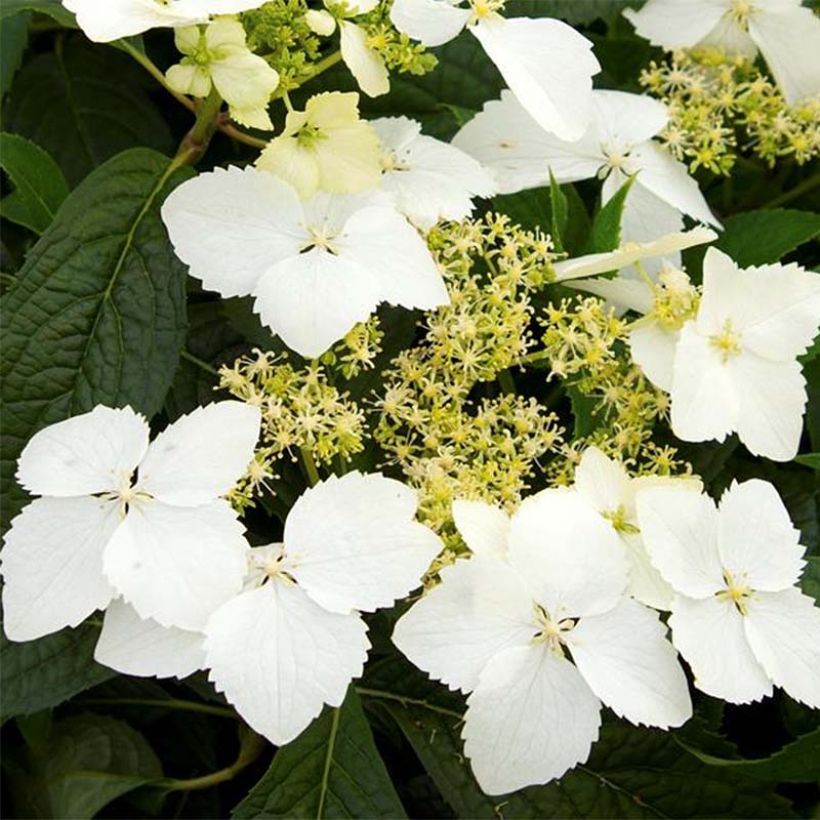 Hydrangea angustipetala Golden Crane - Ortensia (Fioritura)
