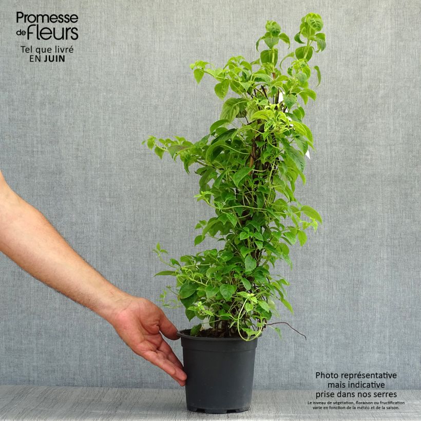 Esemplare di Hydrangea anomala Crug Coral - Ortensia rampicante Vaso da 2L/3L consegnato in estate