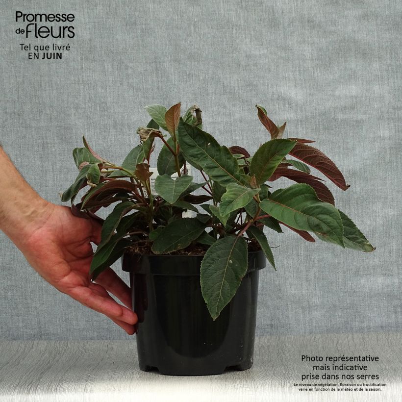 Esemplare di Hydrangea aspera Hot Chocolate - Ortensia Vaso da 3L/4L consegnato in estate